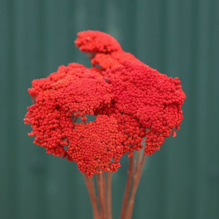 Red Achillea Parker Bunch (Dyed)