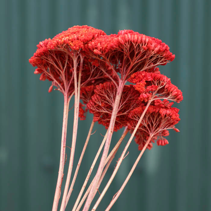 Red Achillea Parker Bunch (Dyed)