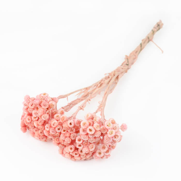 Pink Helichrysum Immortelle (Dyed)