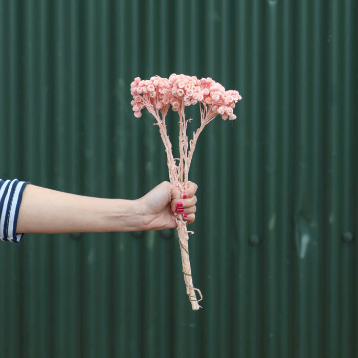 Pink Helichrysum Immortelle (Dyed)