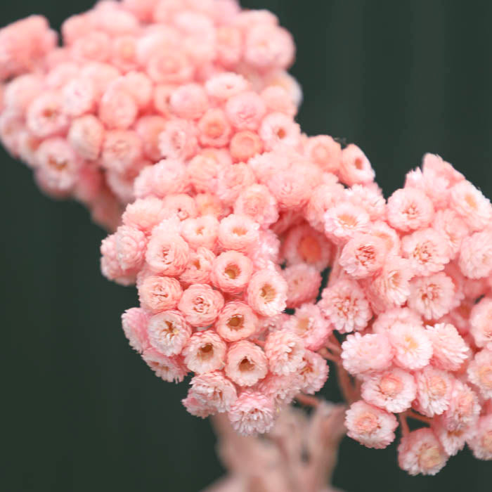 Pink Helichrysum Immortelle (Dyed)