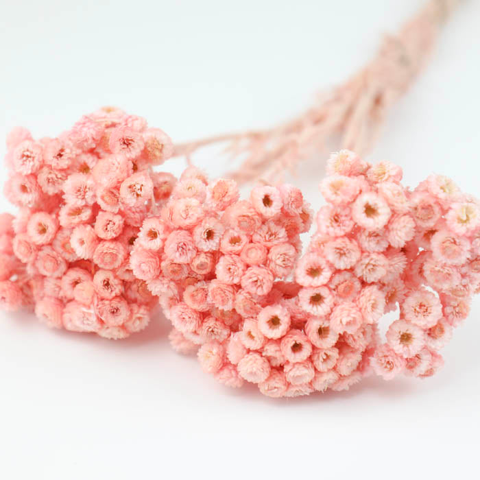 Pink Helichrysum Immortelle (Dyed)