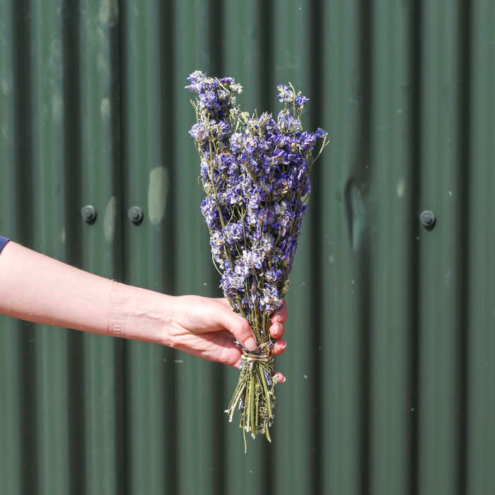 Light Blue Delphinium Bunch - Box of 20