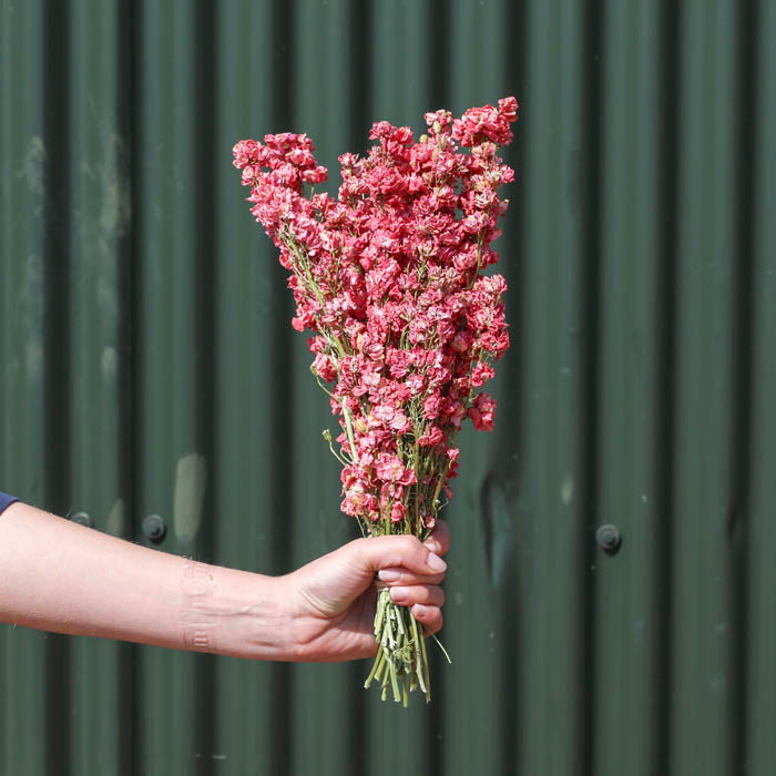 Dark Pink Delphinium Bunch - Box of 20