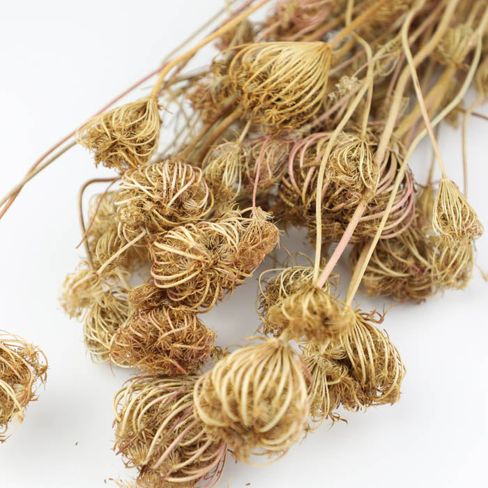 Fennel (Seed Heads) Bunch
