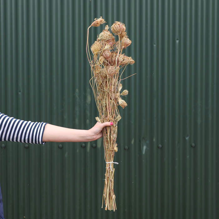 Fennel (Seed Heads) Bunch - Box of 20