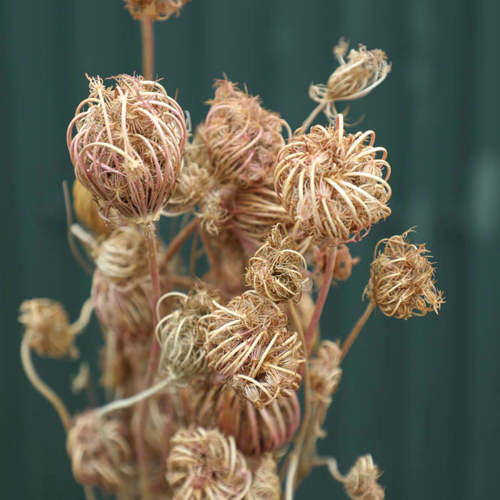 Fennel (Seed Heads) Bunch - Box of 20