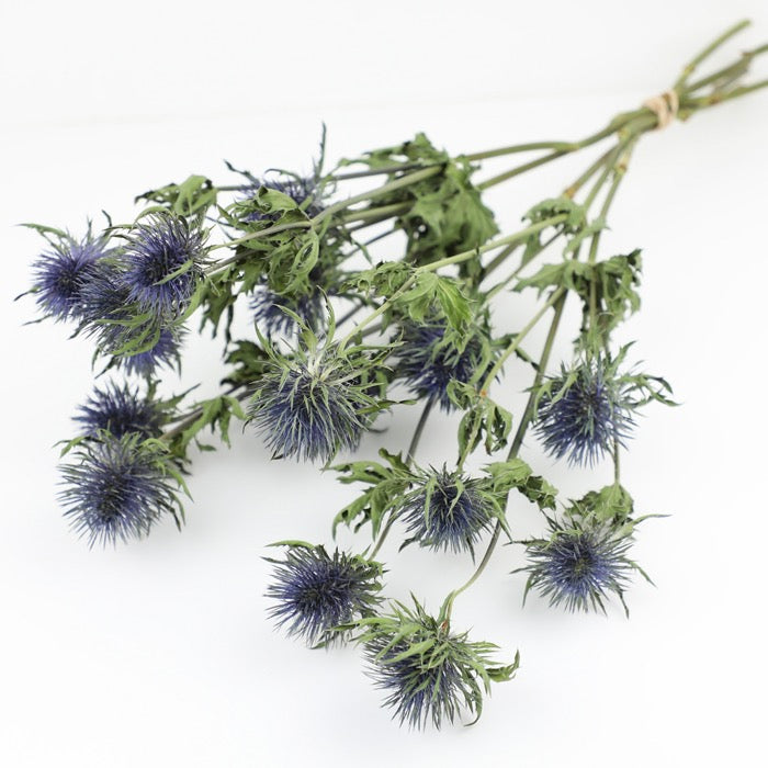 Giant Thistle (Eryngium) Bunches – Box of 12