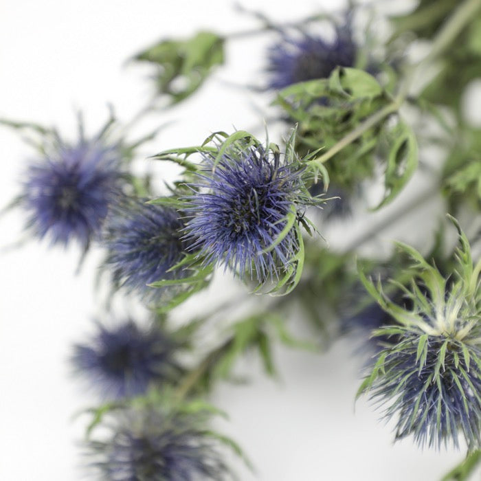 Giant Thistle (Eryngium) Bunch
