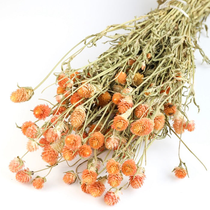 Orange Gomphrena Bunch
