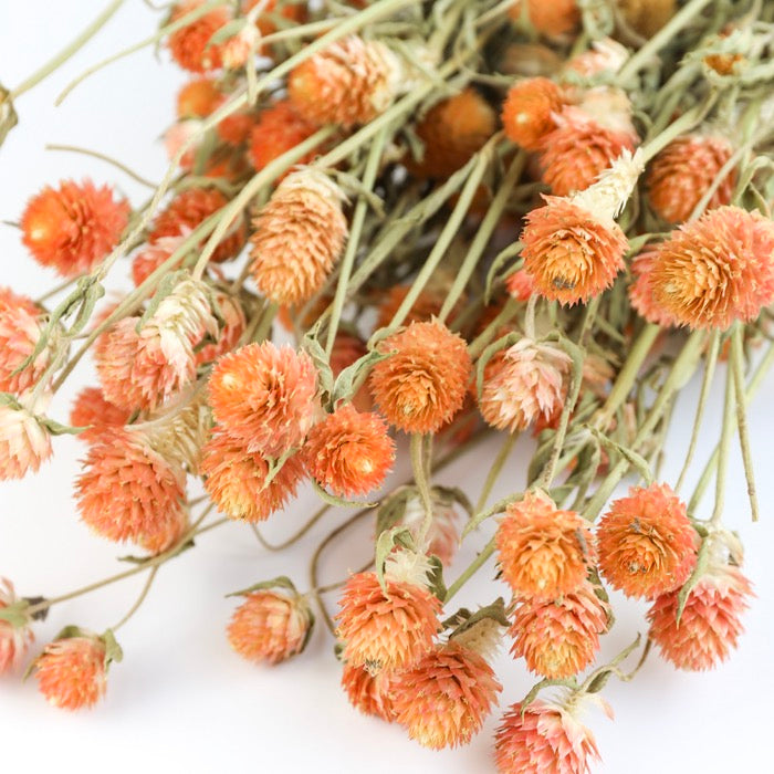 Orange Gomphrena Bunch