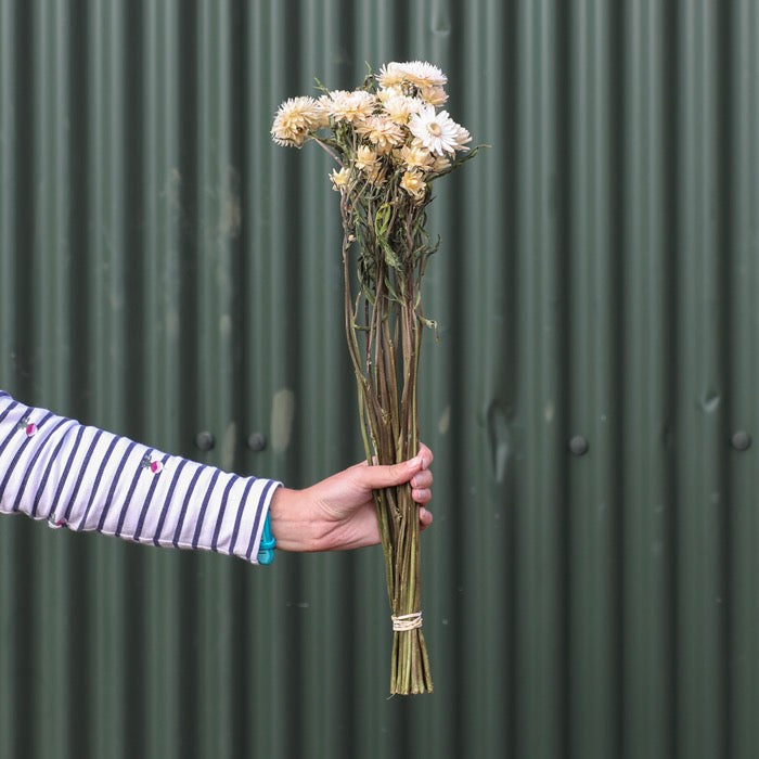 Blush Helichrysum Bunch