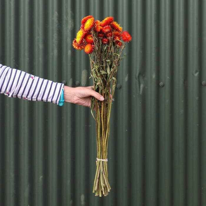 Orange Helichrysum Bunch