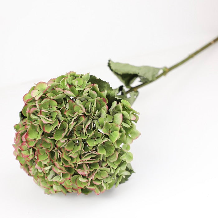 Dried Green Hydrangea Head