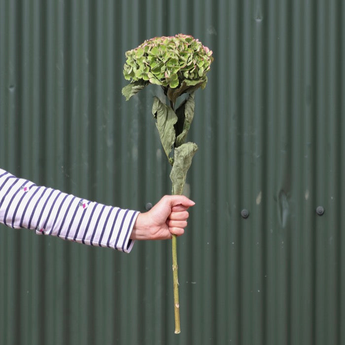 Dried Green Hydrangea Head