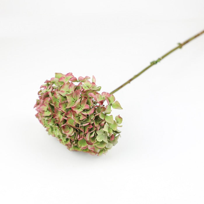 Dried Green Hydrangea Head