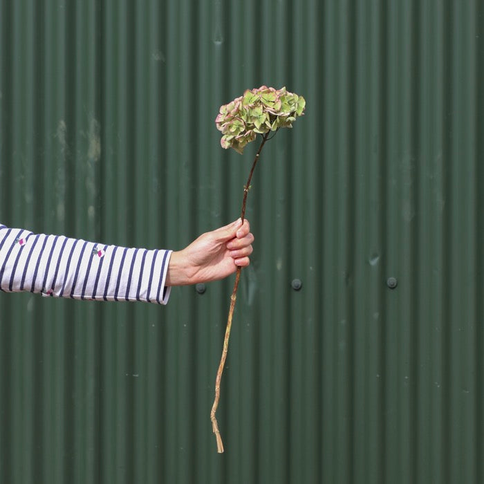 Dried Green Hydrangea Head