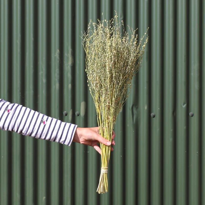 Green Lepidium Bunch
