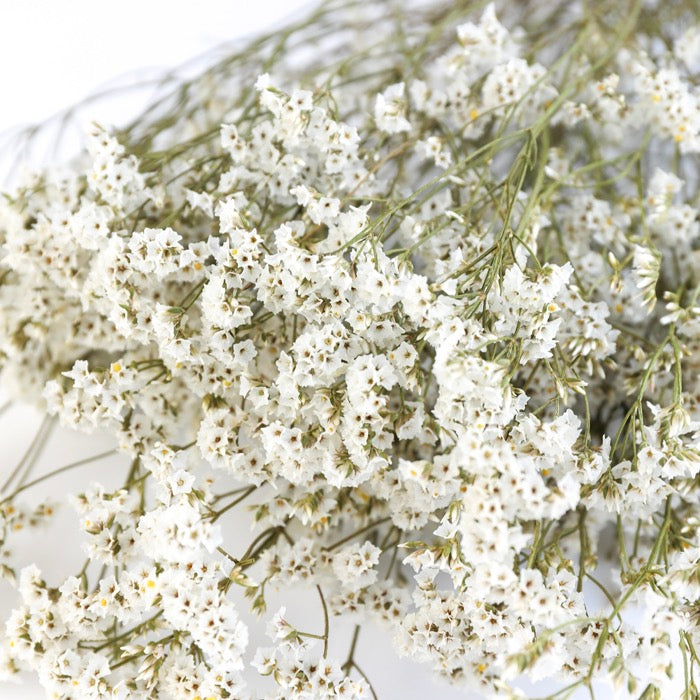 White Limonium Bunch