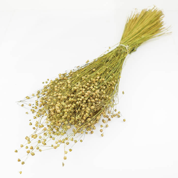 Natural Linum Flax Bunch