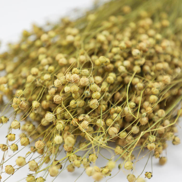Natural Linum Flax Bunch