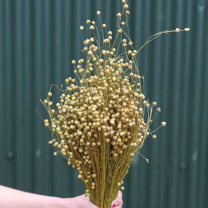 Natural Linum Flax Bunch - Box of 20