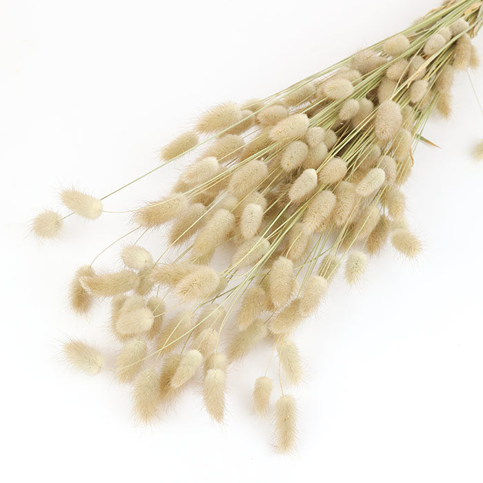 Lagurus Bunch - Box of 25