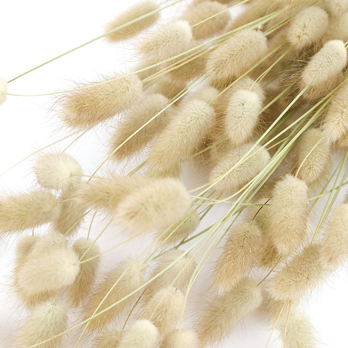 Natural Lagurus Bunch