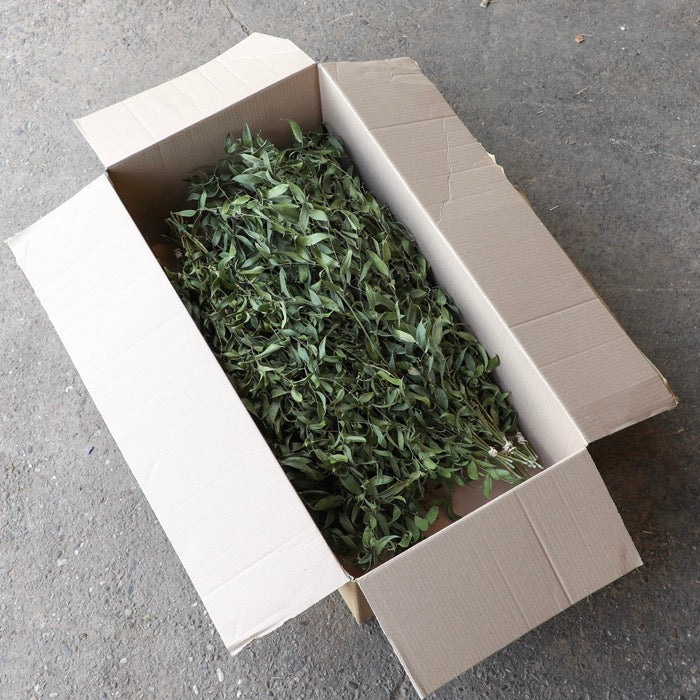 Dried Natural Ruscus Bunch - Box of 12