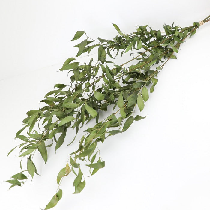 Dried Natural Ruscus Bunch - Box of 12