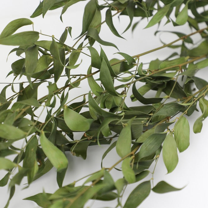 Dried Natural Ruscus Bunch - Box of 12