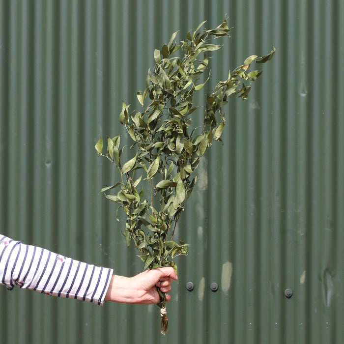Dried Natural Ruscus Bunch