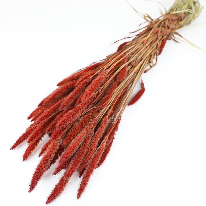 Red Setaria Bunch (Dyed) - Box of 20