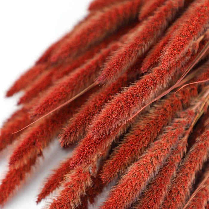 Red Setaria Bunch (Dyed)