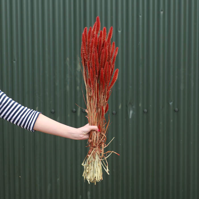Red Setaria Bunch (Dyed) - Box of 20