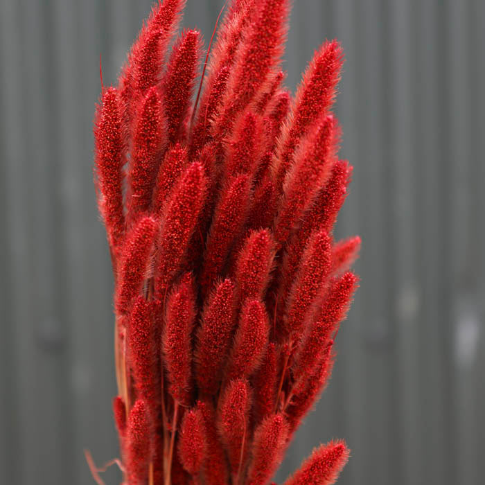 Red Setaria Bunch (Dyed)