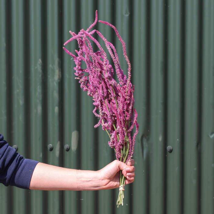 Pink Statice Suworowii Bunch