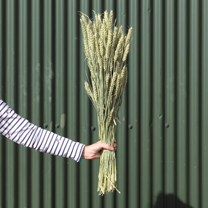 Wheat Bunch