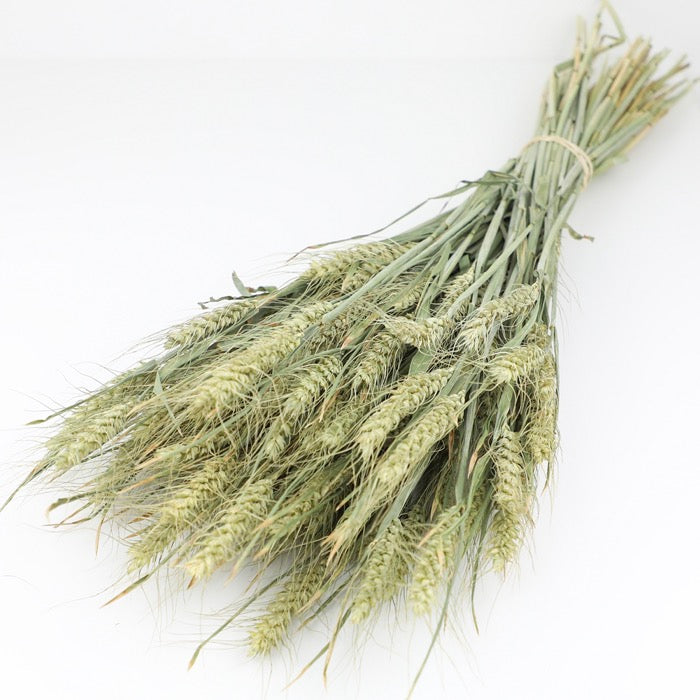 Bearded Wheat Bunch