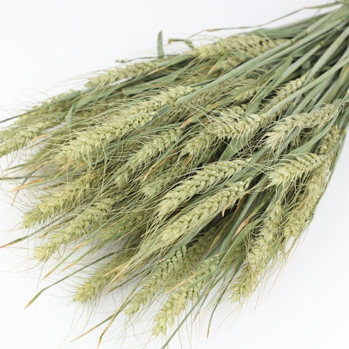Bearded Wheat Bunch