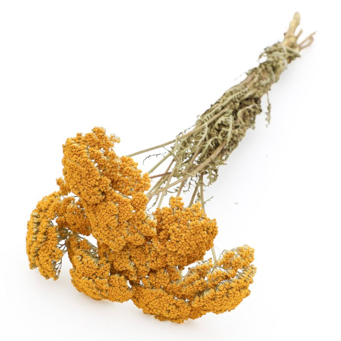 Yellow Achillea Parker Bunch - Box of 15
