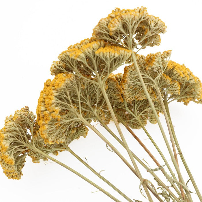 Yellow Achillea Parker Bunch - Box of 15