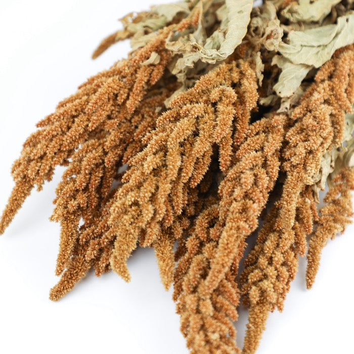 Orange Amaranthus