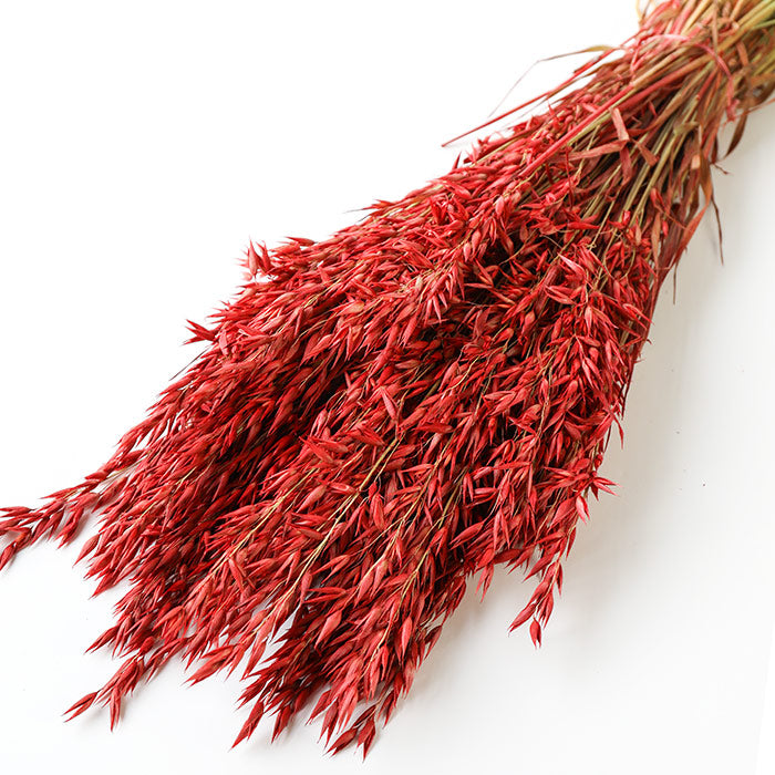 Red Avena Oats - Box of 20