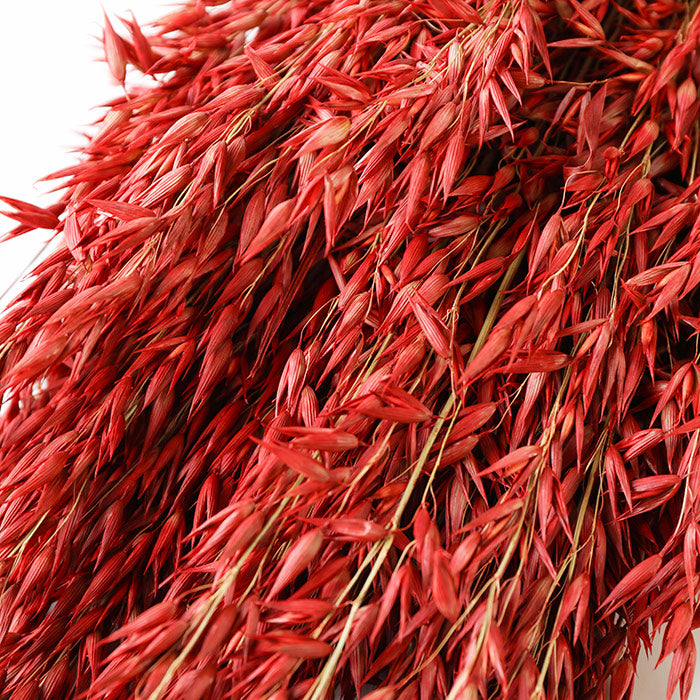 Red Avena Oats - Box of 20