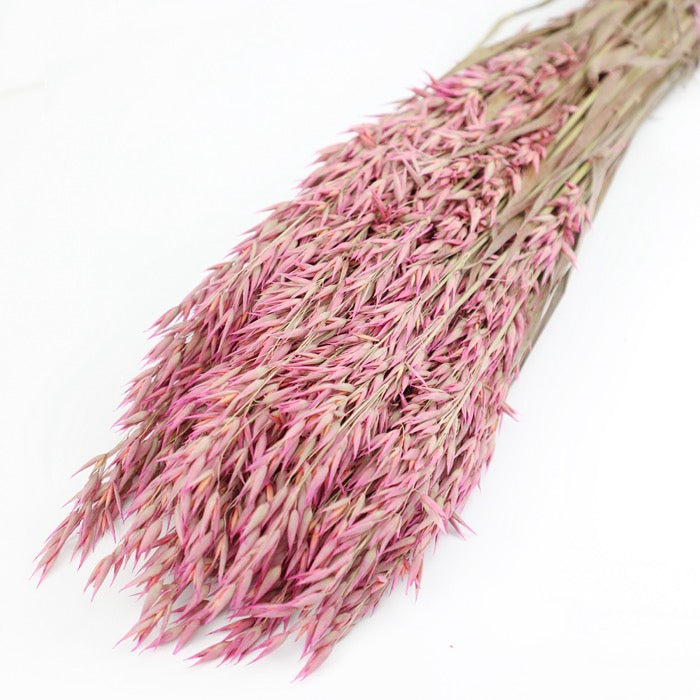 Pink Avena Oats - Box of 20
