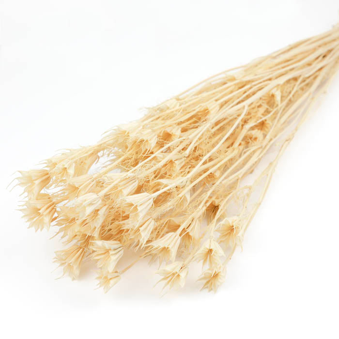 Bleached Nigella Orientalis Bunches – Box of 15