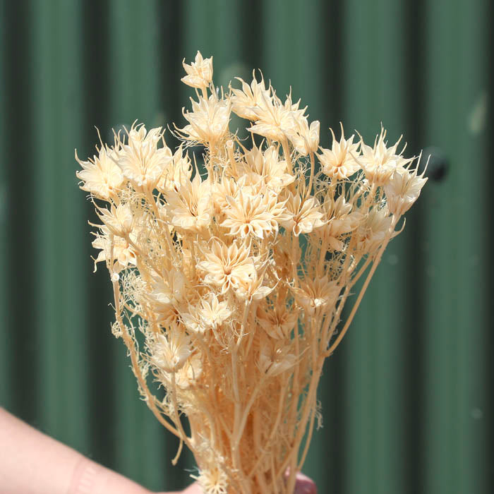 Bleached Nigella Orientalis Bunches – Box of 15
