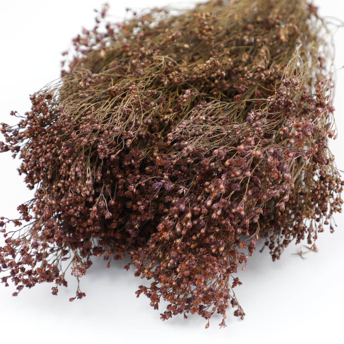 Purple Broom Bloom Bunch (Dyed)