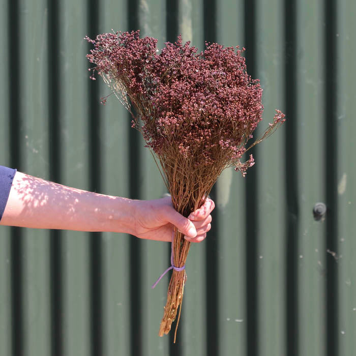 Purple Bloom Broom Bunches (Dyed) - Box of 25